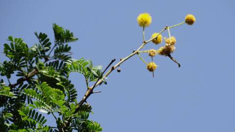 Fotografia da espécie Vachellia torrei