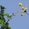 Fotografia 5 da espécie Vachellia torrei do Jardim Botânico UTAD
