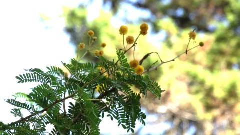 Fotografia da espécie Vachellia torrei