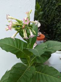 Fotografia da espécie Nicotiana tabacum