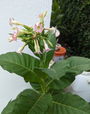 Fotografia 11 da espécie Nicotiana tabacum no Jardim Botânico UTAD