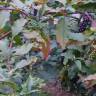 Fotografia 27 da espécie Phytolacca americana do Jardim Botânico UTAD