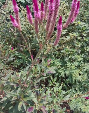 Fotografia 16 da espécie Celosia argentea no Jardim Botânico UTAD
