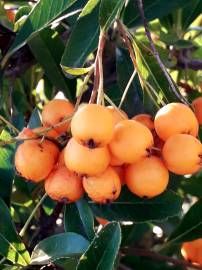 Fotografia da espécie Pyracantha coccinea