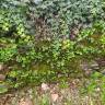 Fotografia 16 da espécie Umbilicus rupestris do Jardim Botânico UTAD