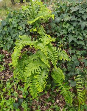 Fotografia 13 da espécie Polypodium interjectum no Jardim Botânico UTAD