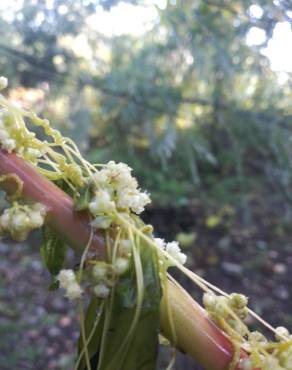 Fotografia 13 da espécie Cuscuta campestris no Jardim Botânico UTAD