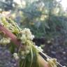 Fotografia 13 da espécie Cuscuta campestris do Jardim Botânico UTAD