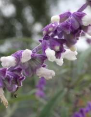 Salvia leucantha