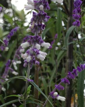 Fotografia 18 da espécie Salvia leucantha no Jardim Botânico UTAD
