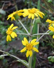 Fotografia da espécie Farfugium japonicum