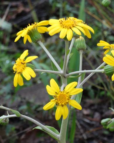 Fotografia de capa Farfugium japonicum - do Jardim Botânico