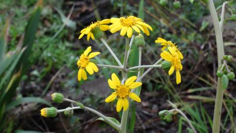 Fotografia da espécie Farfugium japonicum