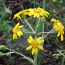 Fotografia 1 da espécie Farfugium japonicum do Jardim Botânico UTAD