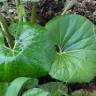 Fotografia 14 da espécie Farfugium japonicum do Jardim Botânico UTAD