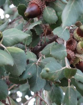 Fotografia 21 da espécie Quercus suber no Jardim Botânico UTAD