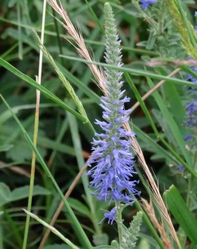 Fotografia de capa Veronica spicata - do Jardim Botânico