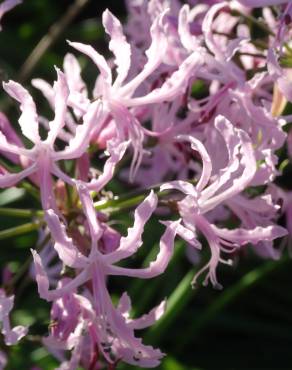 Fotografia 8 da espécie Nerine undulata no Jardim Botânico UTAD