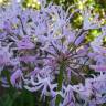 Fotografia 11 da espécie Nerine undulata do Jardim Botânico UTAD