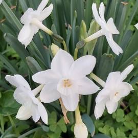 Fotografia da espécie Narcissus papyraceus