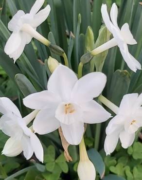 Fotografia 17 da espécie Narcissus papyraceus no Jardim Botânico UTAD