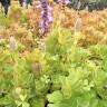 Fotografia 6 da espécie Plectranthus ornatus do Jardim Botânico UTAD