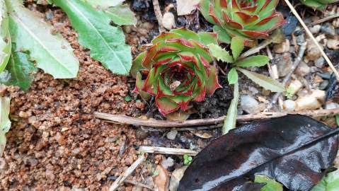 Fotografia da espécie Sempervivum tectorum