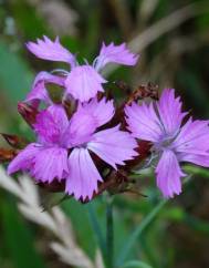 Dianthus carthusianorum