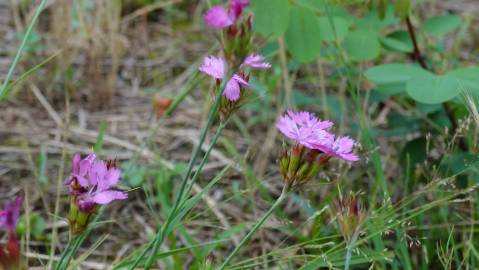 Fotografia da espécie Dianthus carthusianorum