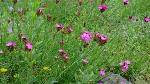 Fotografia da espécie Dianthus carthusianorum