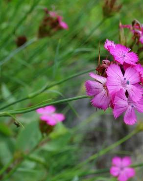 Fotografia 5 da espécie Dianthus carthusianorum no Jardim Botânico UTAD