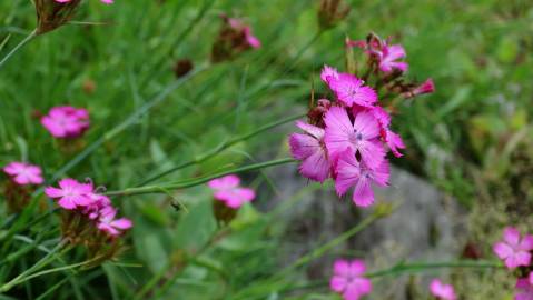 Fotografia da espécie Dianthus carthusianorum