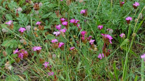 Fotografia da espécie Dianthus carthusianorum