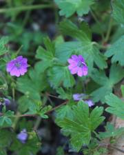 Fotografia da espécie Geranium pusillum