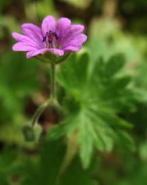 Fotografia da espécie Geranium pusillum
