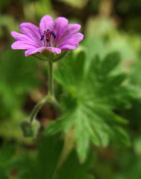 Fotografia 3 da espécie Geranium pusillum no Jardim Botânico UTAD