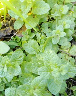 Fotografia 5 da espécie Mentha x rotundifolia no Jardim Botânico UTAD