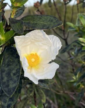 Fotografia 4 da espécie Cistus ladanifer subesp. sulcatus no Jardim Botânico UTAD