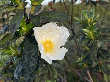 Fotografia da espécie Cistus ladanifer subesp. sulcatus