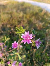 Fotografia da espécie Malva sylvestris