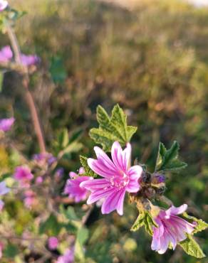 Fotografia 32 da espécie Malva sylvestris no Jardim Botânico UTAD