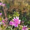 Fotografia 32 da espécie Malva sylvestris do Jardim Botânico UTAD