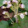 Fotografia 10 da espécie Petasites pyrenaicus do Jardim Botânico UTAD