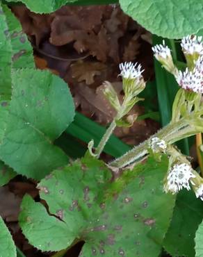 Fotografia 11 da espécie Petasites pyrenaicus no Jardim Botânico UTAD