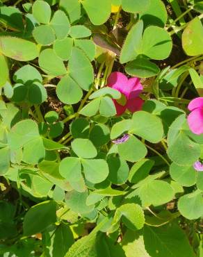 Fotografia 17 da espécie Oxalis purpurea no Jardim Botânico UTAD