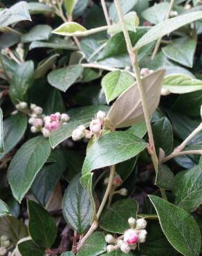 Fotografia 6 da espécie Cotoneaster franchetii no Jardim Botânico UTAD