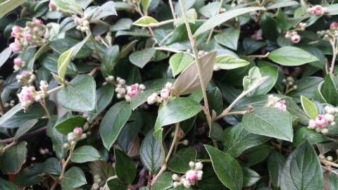 Fotografia da espécie Cotoneaster franchetii