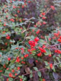 Fotografia da espécie Cotoneaster franchetii