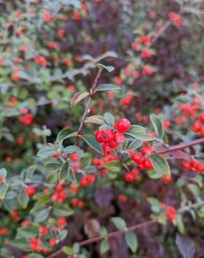 Fotografia 7 da espécie Cotoneaster franchetii no Jardim Botânico UTAD