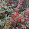 Fotografia 7 da espécie Cotoneaster franchetii do Jardim Botânico UTAD